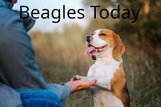 Beagles Today Talk and Share